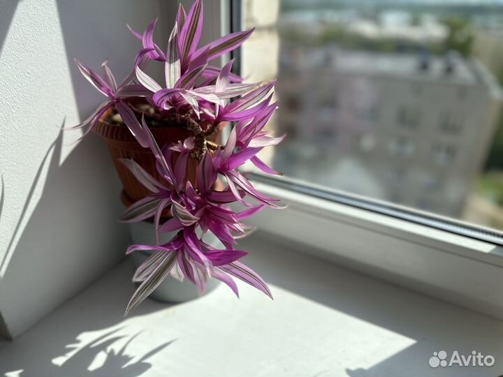 Традесканция фиолетовая