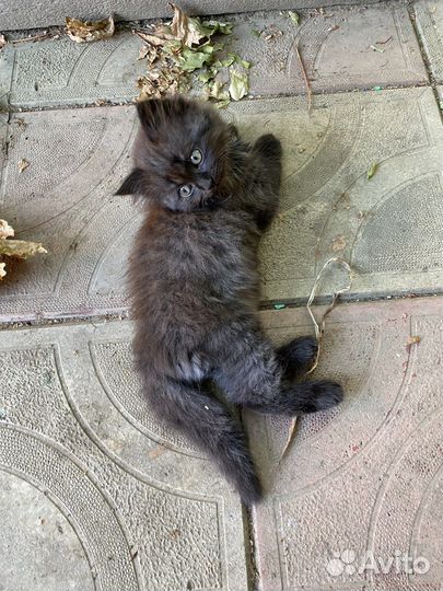 Котята бесплатно