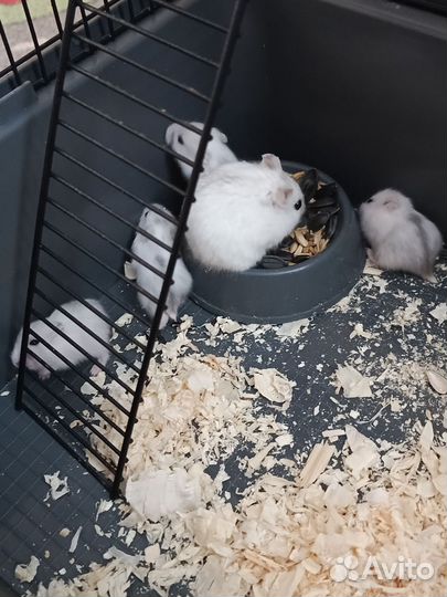 Джунгарский хомяк