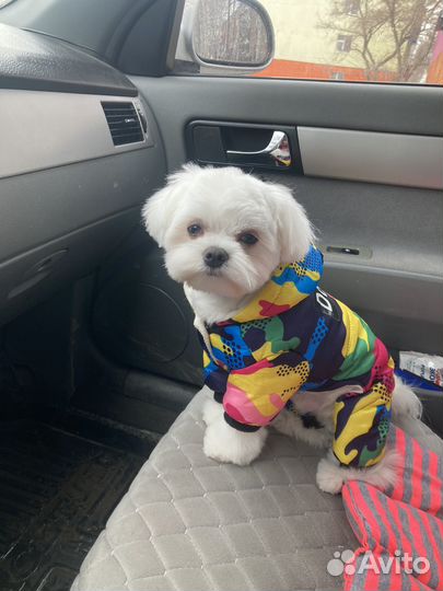 Вязка мальтезе