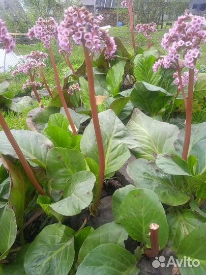 Многолетники