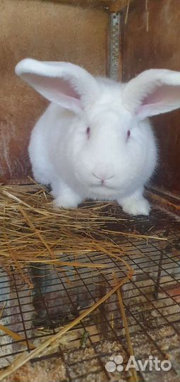 Мясо кролика свежее