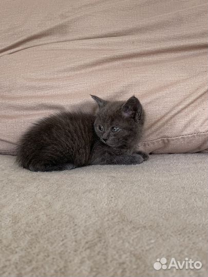 Котик в добрые руки