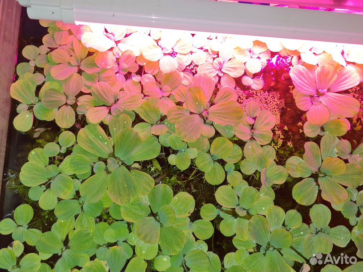 Аквариумные растения