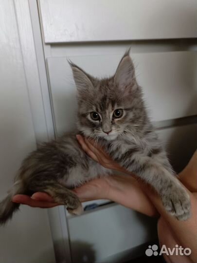 Котята мейн-кун