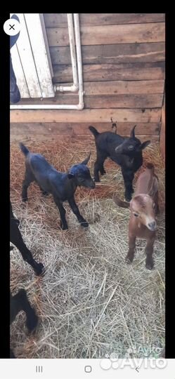 Семя козла; Рептух