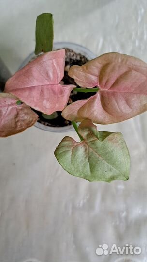 Сингониумы