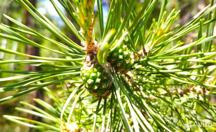 Сосновые шишки и почки