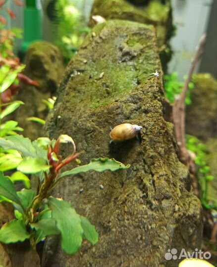 Улитки покемоны в аквариум