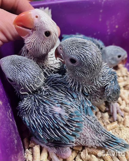 Птенцы-выкормыши ожерелового попугая, голубые