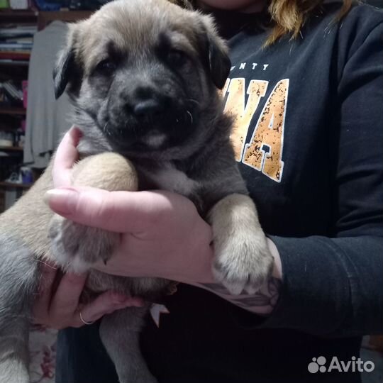 Собаки щенки