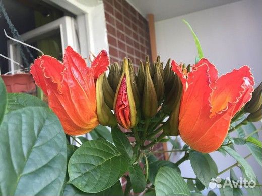 Спатодея семена