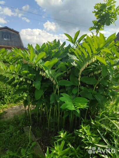 Седум, бадан, купена садовые многолетники