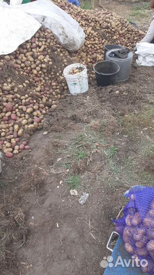 Продам картофель