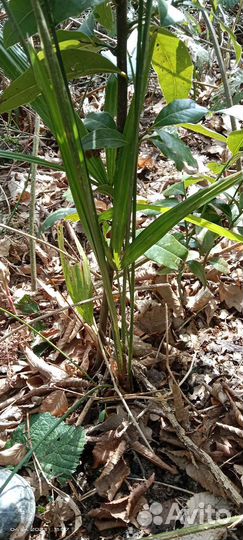 Пальма веерная. Трахикарпус форчуна