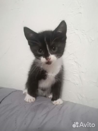 Котенок в добрые руки