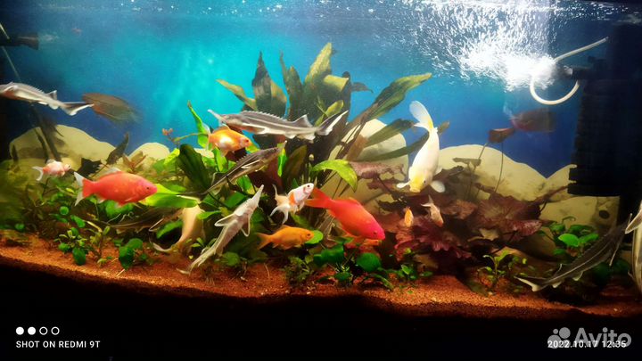 Аквариумы от 100 литров