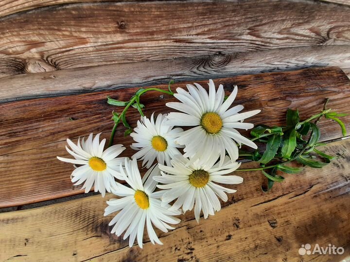 Цветы многолетники