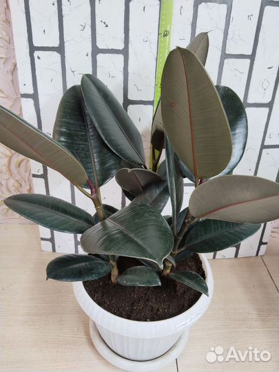 Фикус эластика