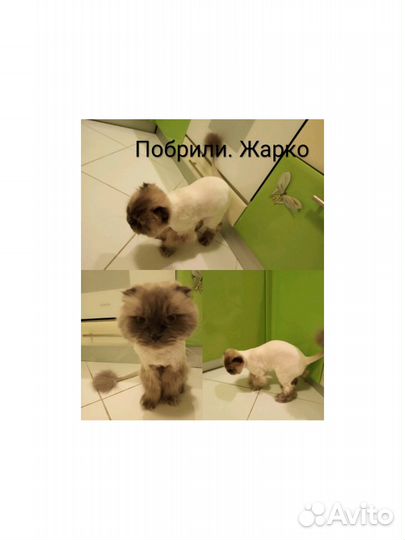 Ищу невесту