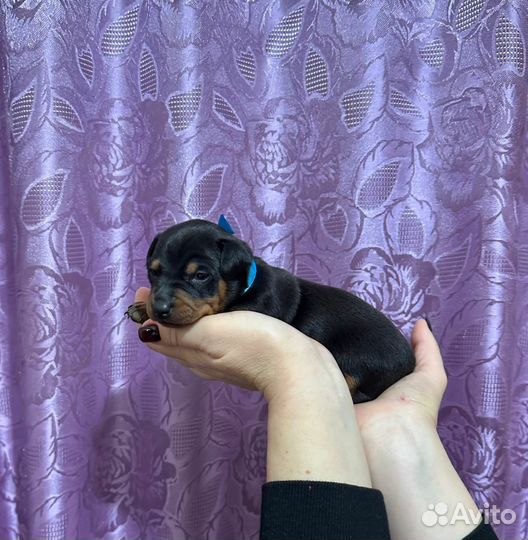 Цвергпинчер