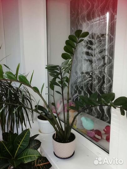 Замиокулькас