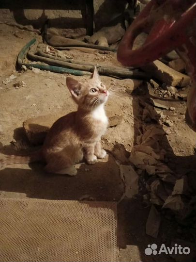 Рыжий котенок