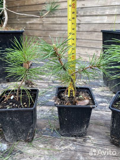 Саженцы кедра корейского