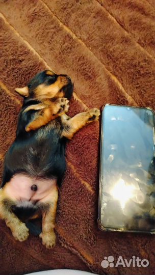 Йоркширский терьер мини щенки