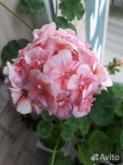 Пеларгония герань