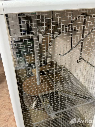 Витрина для грызунов