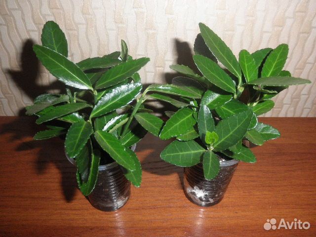 Каудексная бегония Dregei. Бересклет японский