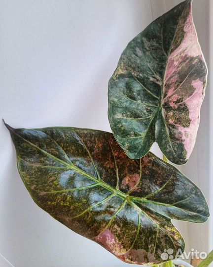 Алоказии вариегатные