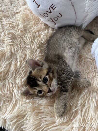 Абесинский котёнок