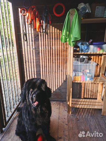 Передержка животных