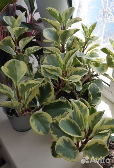 Пеперомия вариегатная