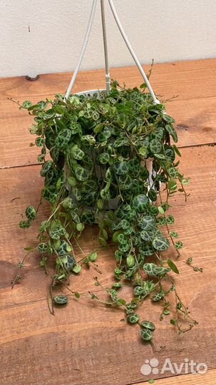 Пеперомия прострата