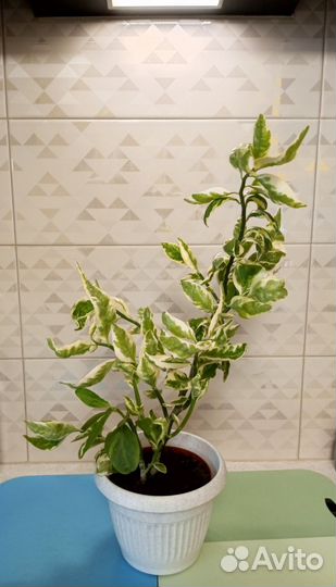 Педилантус