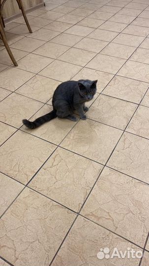 Кошка в добрые руки