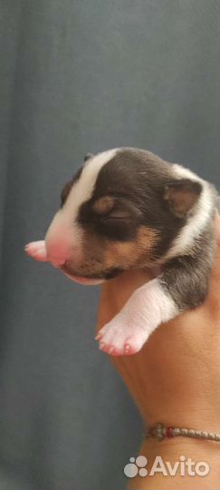 Вязка/щенки. Миниатюрный бультерьер