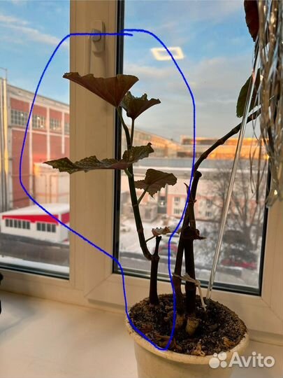 Бегония пятнистая