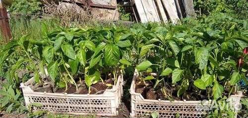 Рассада от А до Я. Рассада Арбуза, Помидор, Перца