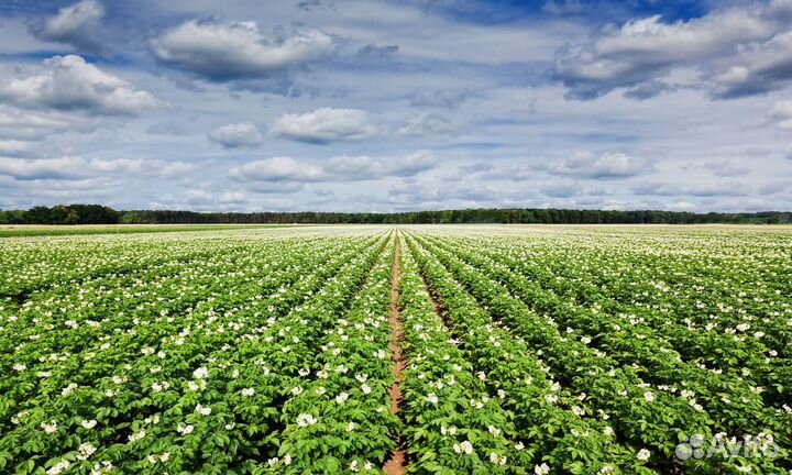 Готовый сельхоз бизнес, картофель, зерновые