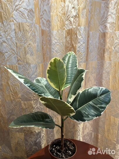 Фикус каучуконосный Tineke