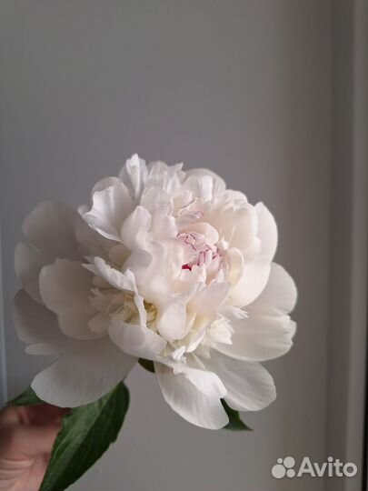 Ароматные пионы. Букет 9 шт