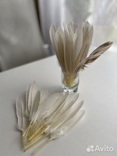 Перья гусиные, утиные (маховые). Перо птицы