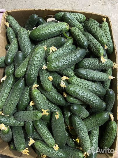 Огурцы свежие оптом и в розницу