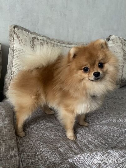 Померанский шпиц, ждем невесту