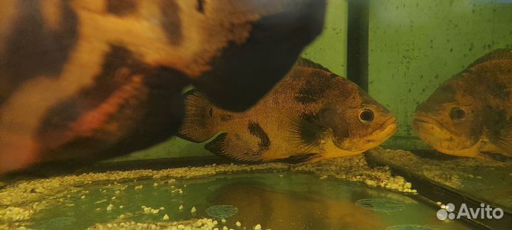 Астронотусы