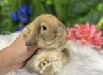 Кролик карликовый ручной